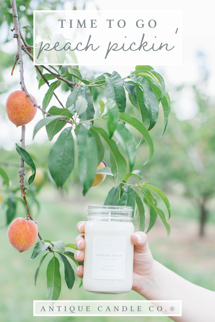 time to go peach pickin'