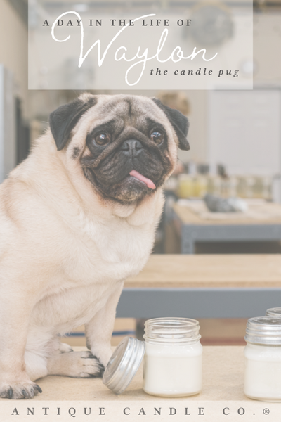 a day in the life of Waylon: the candle pug