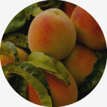 Georgia Peach