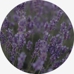 Lavender Vanilla