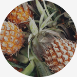 Pineapple Coconut