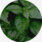 Fresh Cut Herbs