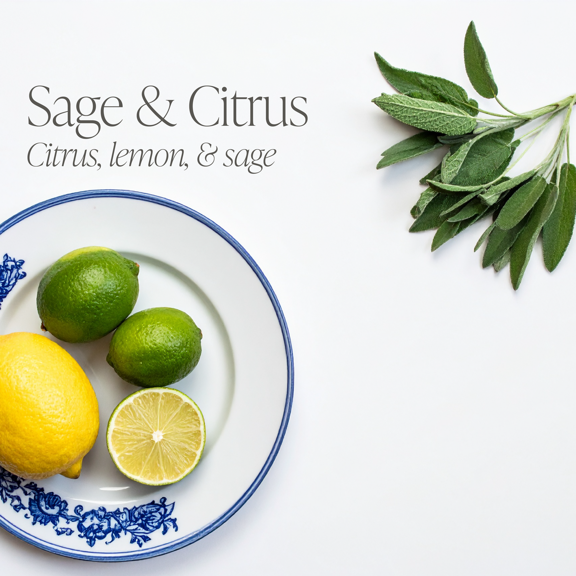 Sage & Citrus 16 oz candle