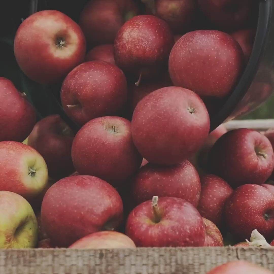 Apple Orchard 16 oz candle