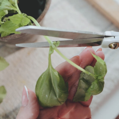 Fresh Cut Herbs Bundle